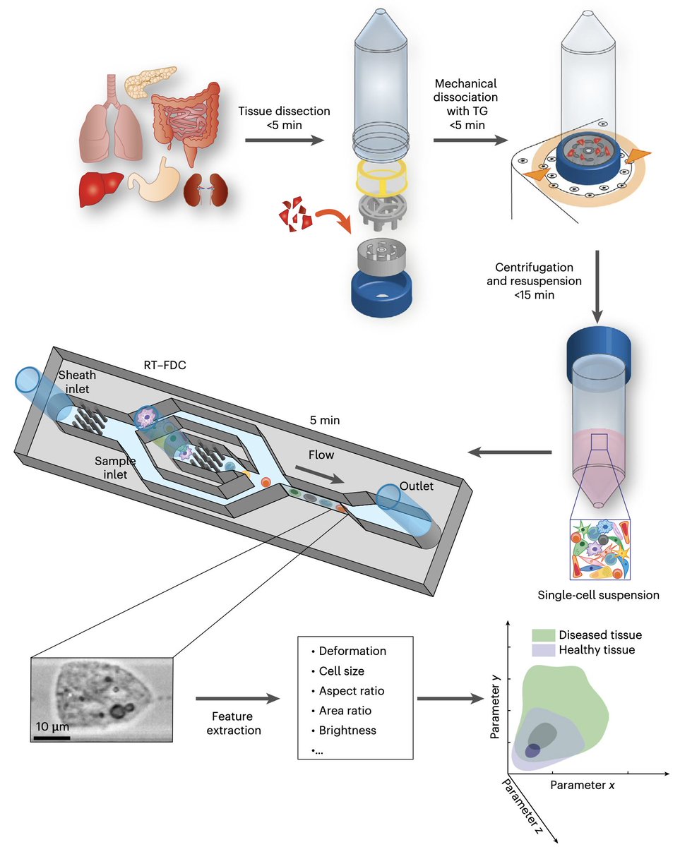 natBME's tweet photo. A method for the sequential assessment of the physical phenotypes of suspended cells singularized from tissue biopsies by mechanical dissociation allows for rapid diagnoses.

https://t.co/dEkTDaDVvH https://t.co/PLEYlilW93