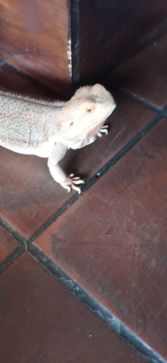 Enelor's tweet photo. Attakus Draconius https://t.co/desF8J5itJ