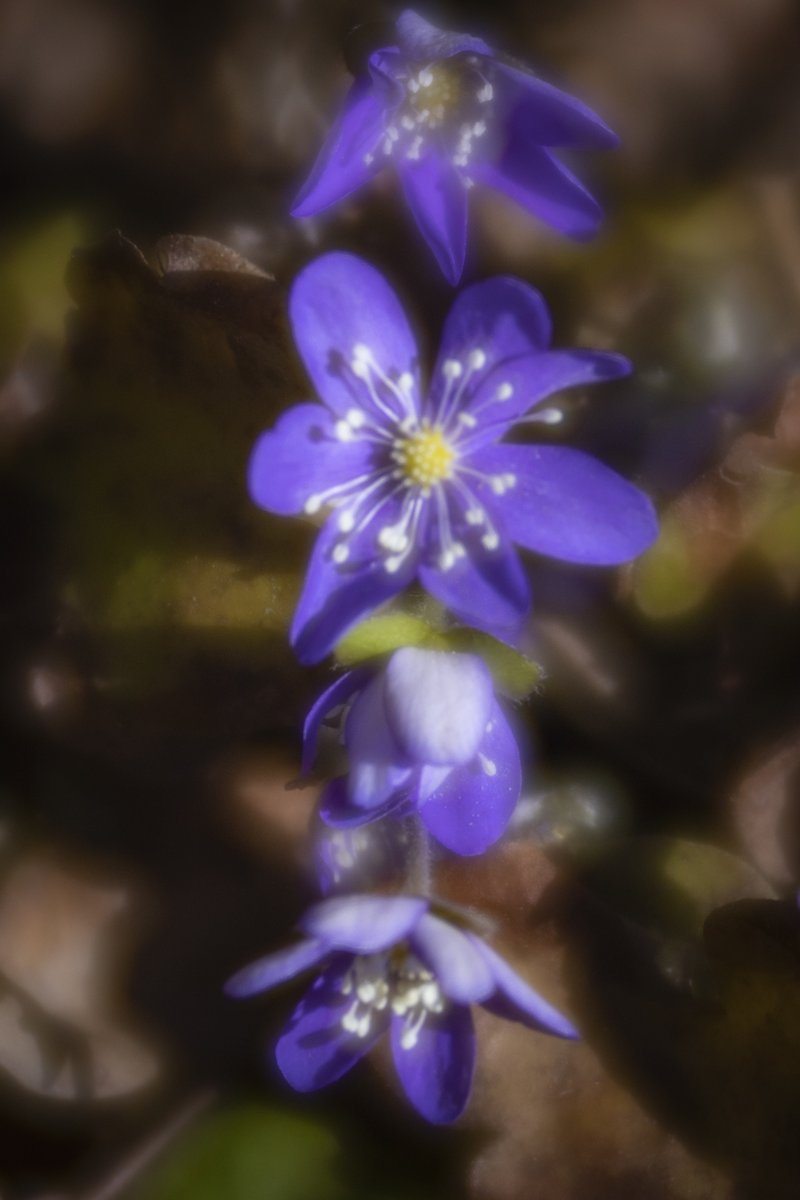 Mirja_Paljakka's tweet photo. took a walk some kilometers away from home and oh yes signs of blossoming spring found in the warm woodland
#sinivuokko #commonhepatica #April23 #Ylöjärvi #Finland https://t.co/GUaWJBNRfS