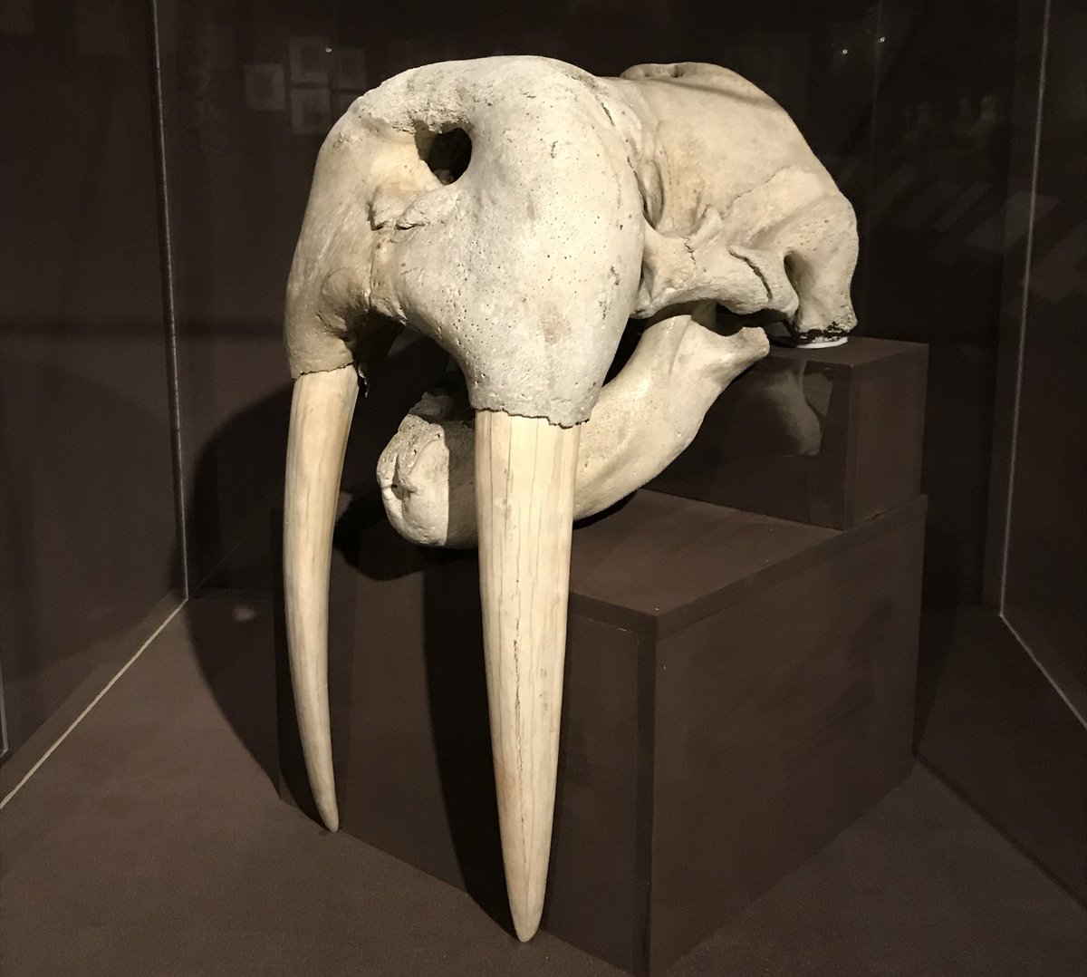 Maine Historical Society on Twitter: