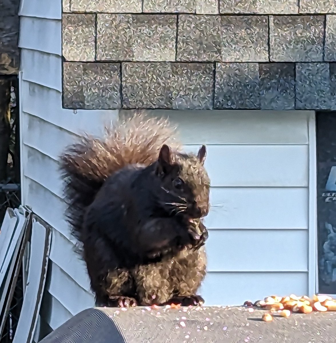 Well hello there.  Those peanuts were meant for the Cardinals that visit me  #littlethief