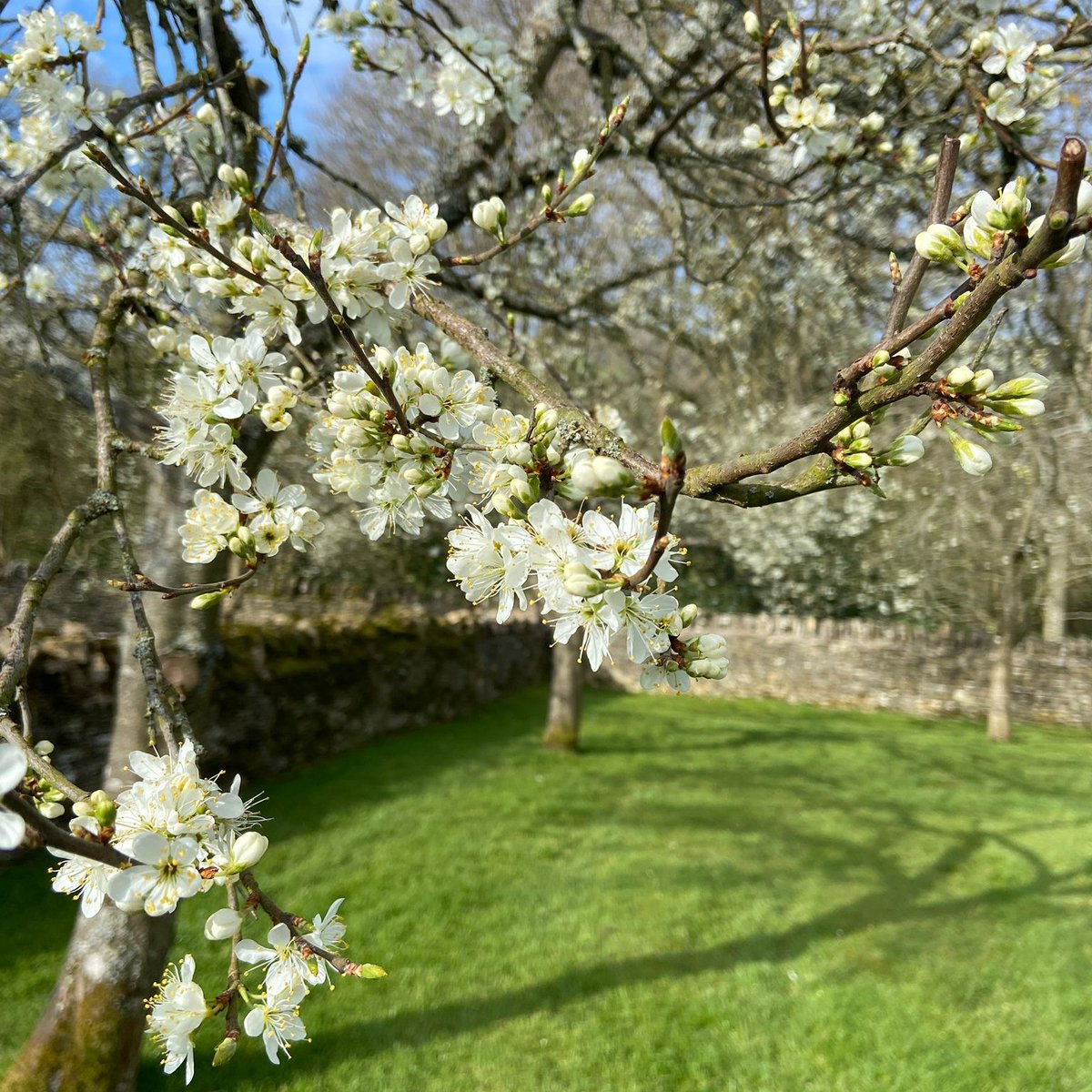 The Swan School of Tai Chi are leading two special sessions of Tai Chi in the Snowshill Orchard on 22 April and 13 May. 
Take a moment out of your busy life to relax and appreciate the blossoms around you in a tranquil setting. 
Our website has the full details.