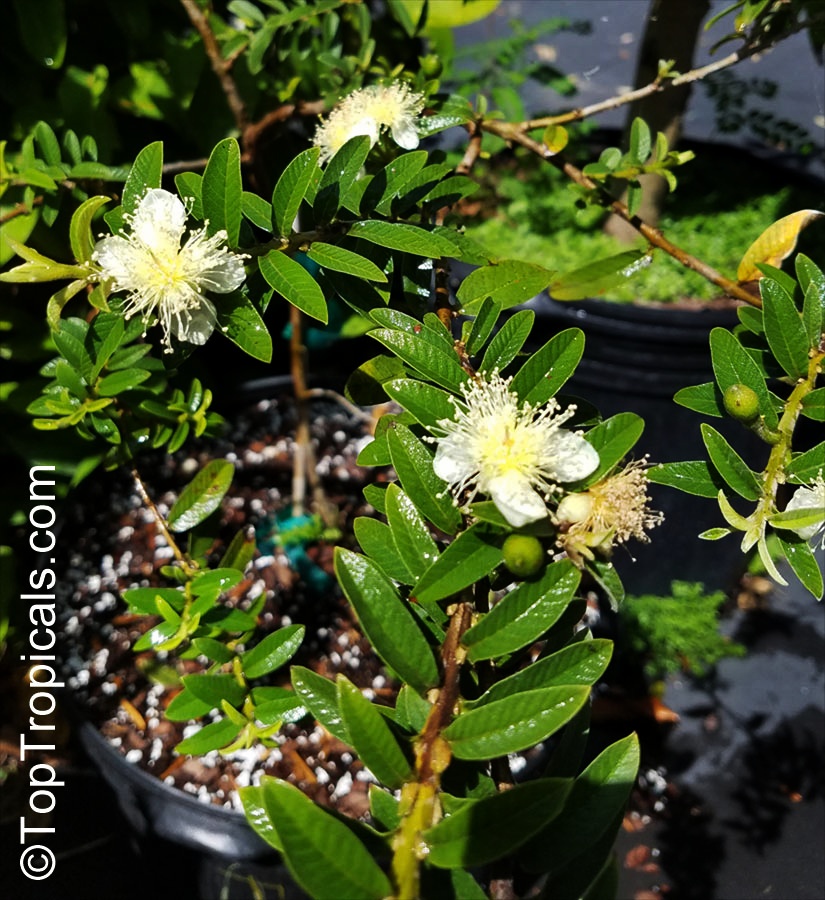 toptropicals's tweet photo. #Psidium nana- #Guava tree Dwarf Hawaiian Rainbow has branching bushy habit. The fruit is round, about 2", its flesh is sweet, aromatic, and varies from white to yellow to pink. It can be grown in a pot and fruits heavily.
https://t.co/63P8ebhFWe
#fruitingshrubs
#MondayMotivation https://t.co/82RzK9UGSJ