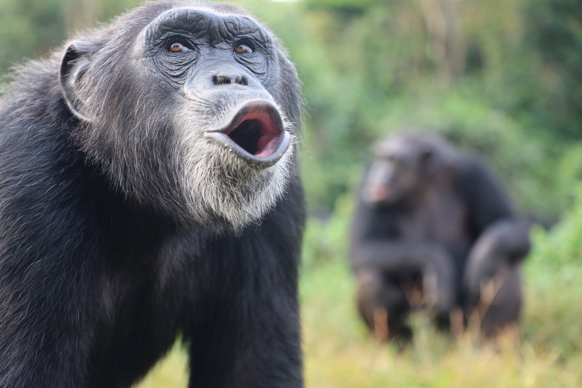 #EasterMonday
@ngambaisland , wishes you a great day as you celebrate with family. Loud Pant hoots from the #chimpanzees #primates #primatesanctuary #smiles #familytime.
Visit|lght.ly/dnemb86