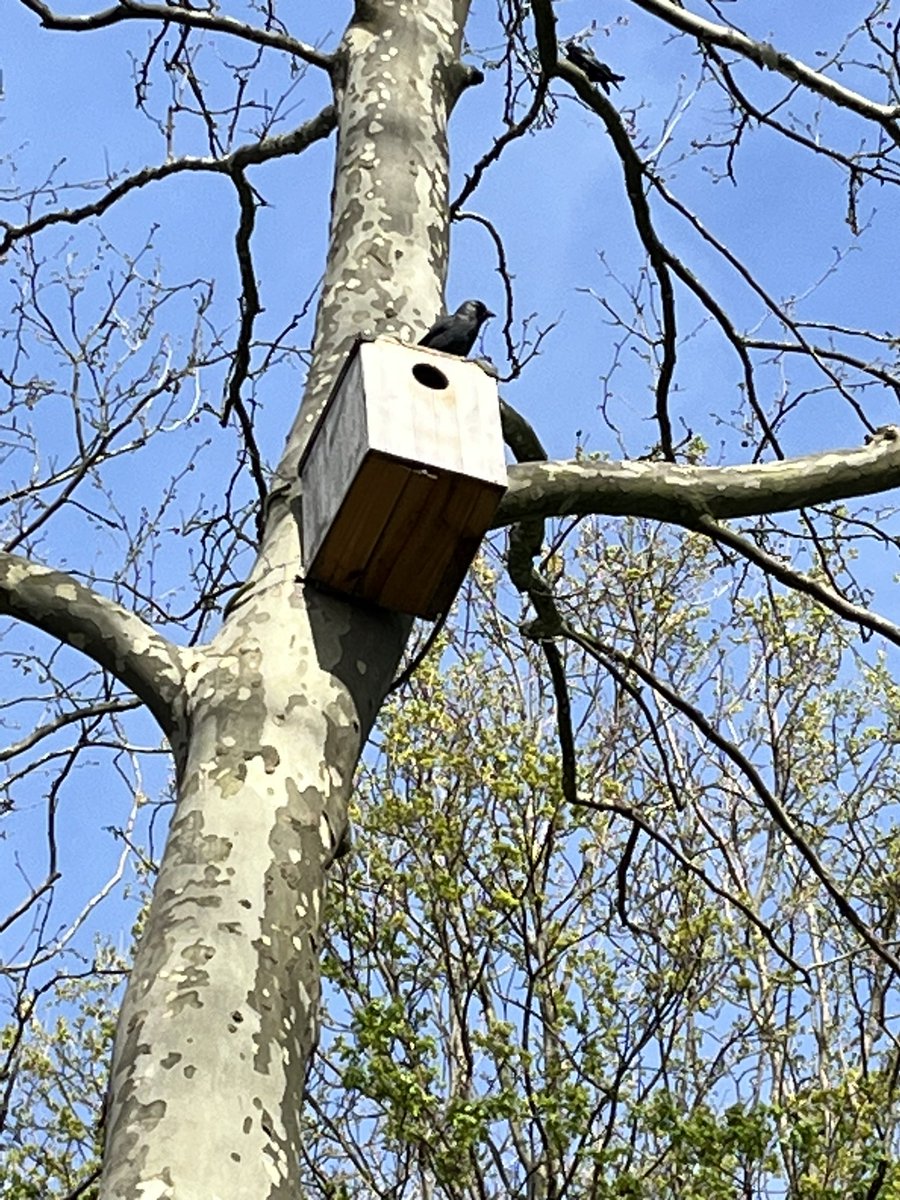 Out doing annual census for jackdors and rooks in Müllheim im Märkgraflerland.  Seems Council have put up some nest boxes since last year