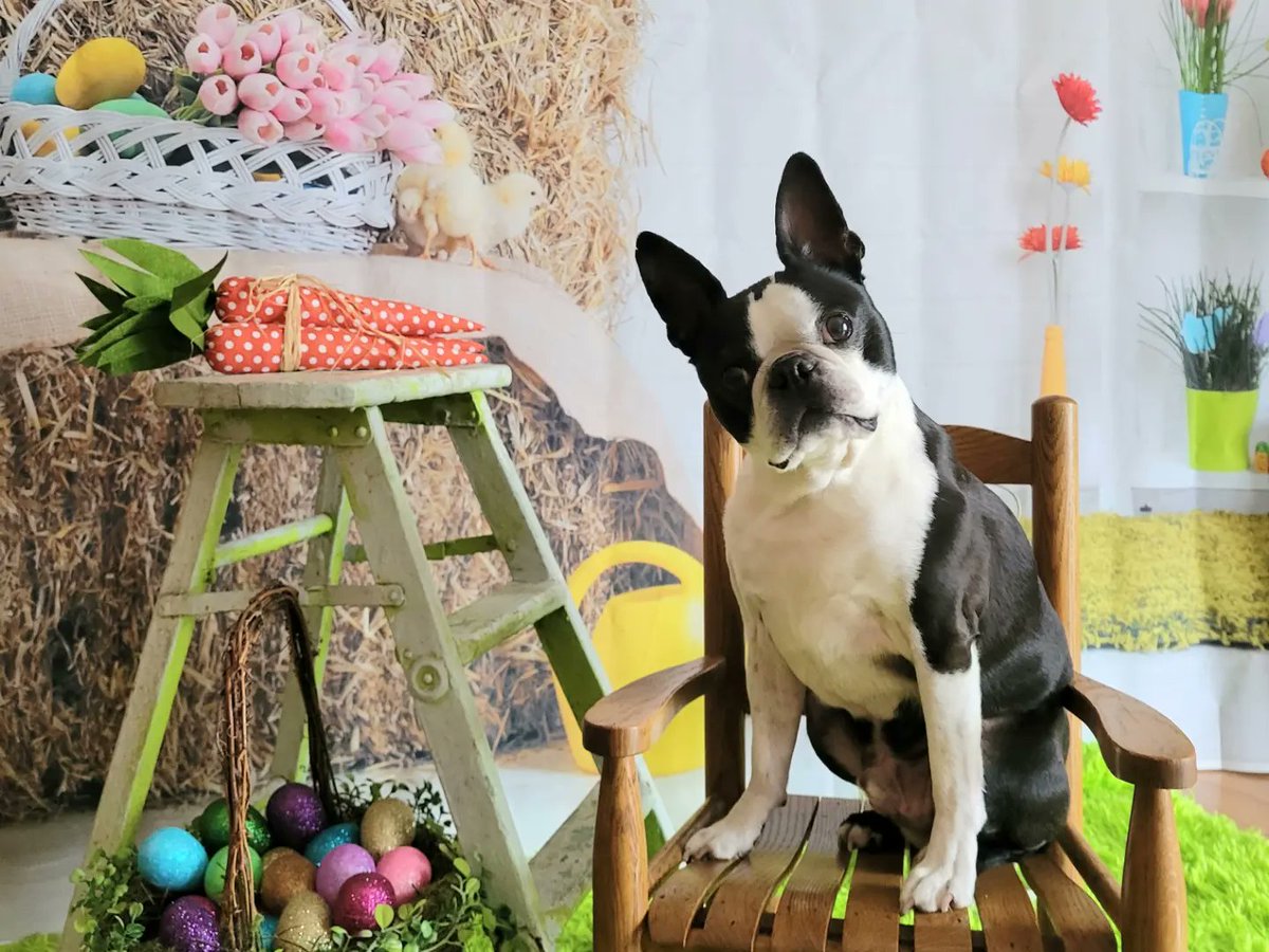 Ashs66's tweet photo. @bterrierdogs 9 year old Murphy @MurphyBoston77 https://t.co/bF8Wa8JZzz