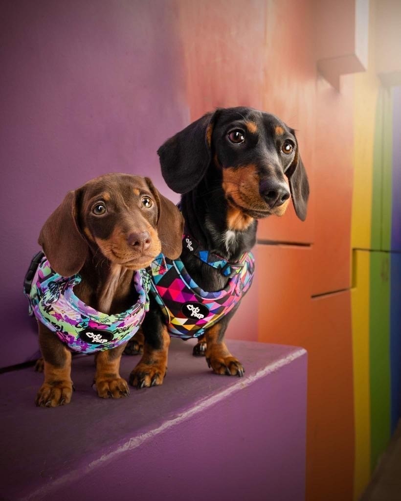 The Horsfall tweet media