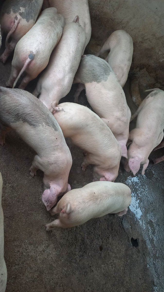 GodSonMashunga's tweet photo. Top tip: Feeding your pigs with damaged grains,garbage,and other unbalanced rations can result  in lower feed efficiency.

The pig is a prolific and has a shorter generational interval. As an example a sow can be bred from the age of eight to nine months. https://t.co/nilJzaTNtb