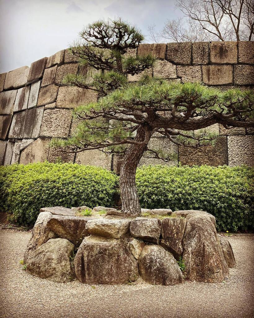 ctrlalthi's tweet image. #bonsai #bonsaitree #tree #trees #treephotography #osaka #japan #osakajapan #osakacastle #osaka🇯🇵 #osakacastle🏯 #treeoflife instagr.am/p/Cq2p6HlBmSN/
