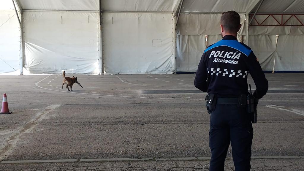 Alcobendas_Poli's tweet photo. Nuestra Unidad Canina 🐕🐕‍🦺 realiza ejercicios de forma habitual para mejorar su capacidad de detección. En esta ocasión los en el entorno de la carpa instalada en el recinto ferial donde próximamente se celebrarán las fiestas de San Isidro. 
#SomosParteDeTi #Alcobendas https://t.co/9vBsE6TEhi