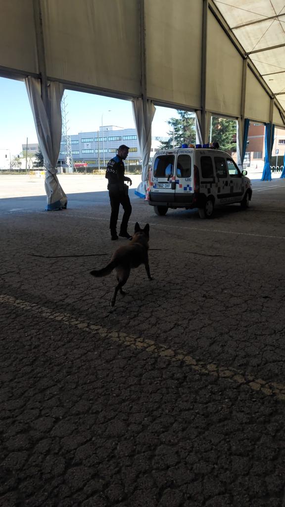 Alcobendas_Poli's tweet photo. Nuestra Unidad Canina 🐕🐕‍🦺 realiza ejercicios de forma habitual para mejorar su capacidad de detección. En esta ocasión los en el entorno de la carpa instalada en el recinto ferial donde próximamente se celebrarán las fiestas de San Isidro. 
#SomosParteDeTi #Alcobendas https://t.co/9vBsE6TEhi