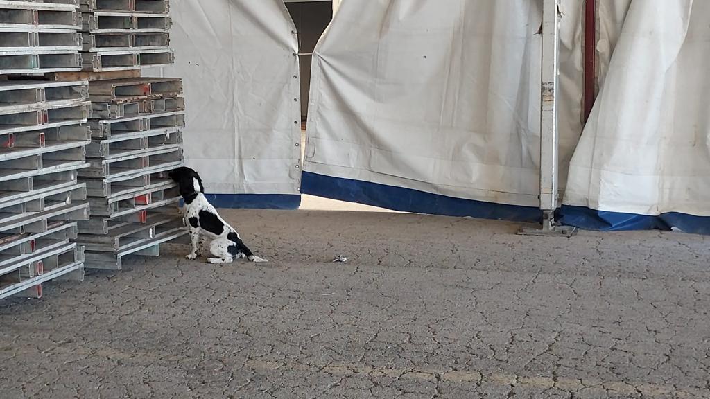 Alcobendas_Poli's tweet photo. Nuestra Unidad Canina 🐕🐕‍🦺 realiza ejercicios de forma habitual para mejorar su capacidad de detección. En esta ocasión los en el entorno de la carpa instalada en el recinto ferial donde próximamente se celebrarán las fiestas de San Isidro. 
#SomosParteDeTi #Alcobendas https://t.co/9vBsE6TEhi