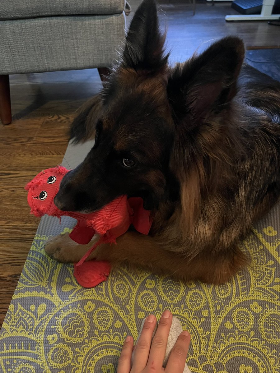 I guess is OUR yoga mat 🐛 🐶 🧘🏽‍♀️ 

#Dogsarefamily #Mondaymorning