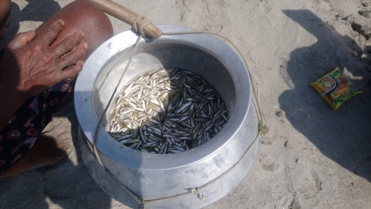 RiverDolphinNep's tweet photo. Our survey finally concludes today! Study this time consisted of Ganges River Dolphin estimation, fishers survey, and training local fishers to report their catch in the form of landing site survey. We cannot wait to analyze these interesting data!!!! @CLPawards
#WeAreCLP https://t.co/yMuu1mgIdX