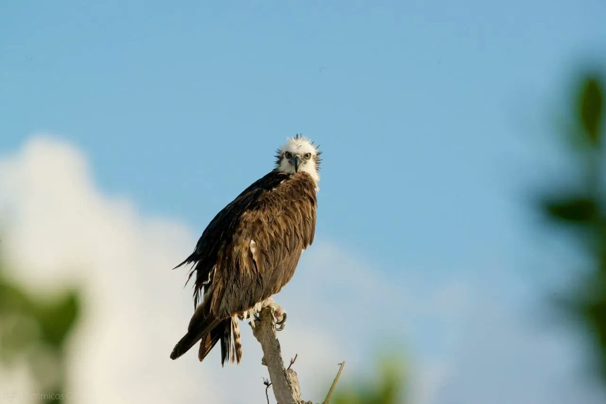 Did you know Cozumel is the home to the Osprey? 
.
#teamboostly #travelvlog #travelvlogger #traveltheworld #traveldiaries #travelcheck #travellife #travelfun #travelgirl  #travelgoals #wanderlust #adventureseeker #doyoutravel #wonderfulplaces #goexplore #travelmore #openmyworld