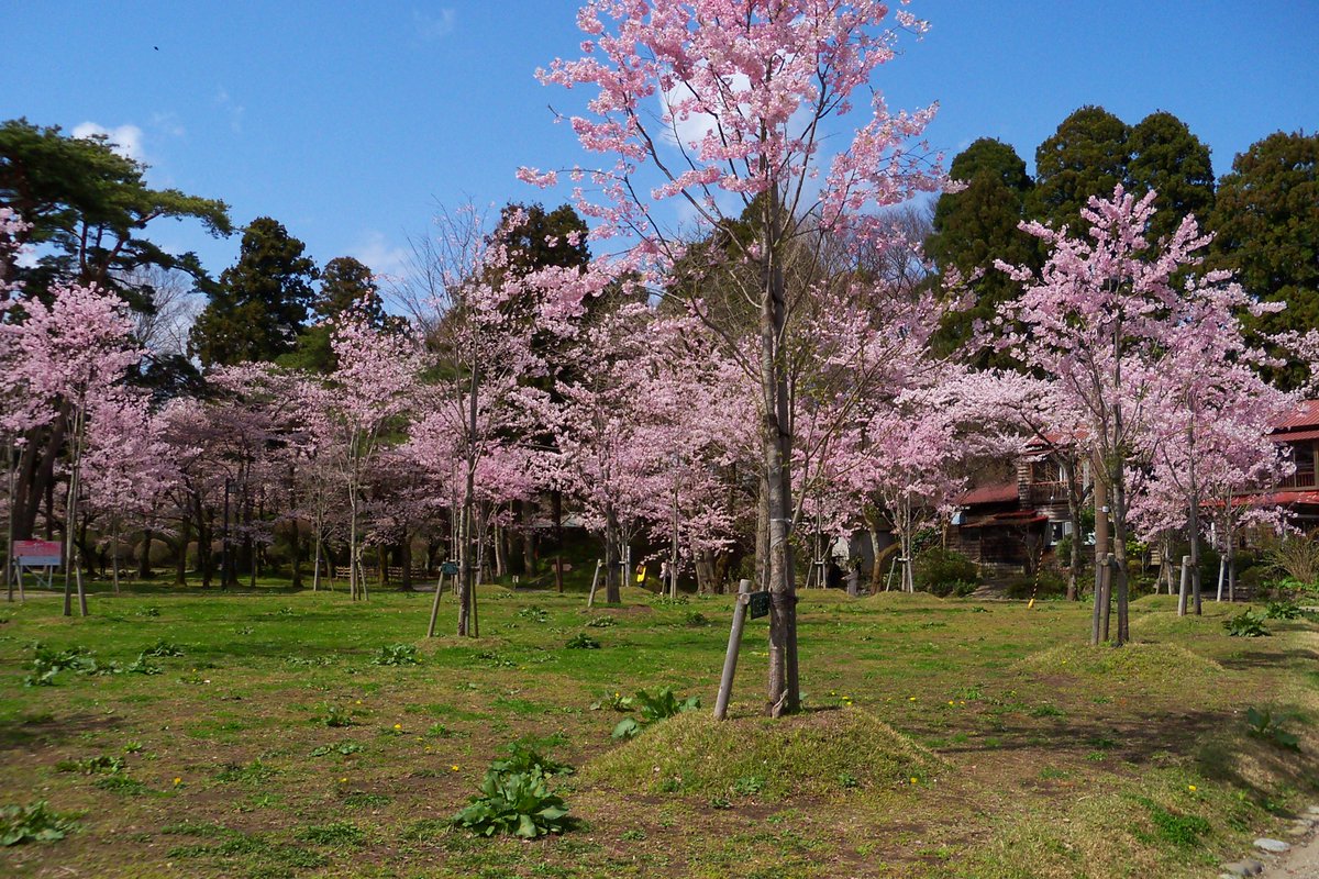 kelthraiden's tweet photo. 桜。
#Z915
#桜
#写真好きな人と繋がりたい https://t.co/Gk2ClkWR1g