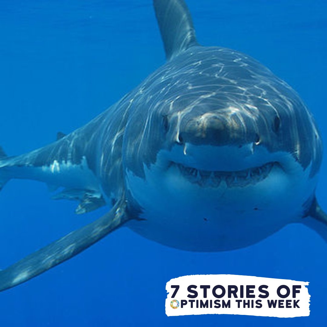 Monday Blues?

Or are you just dreading returning to the office tomorrow😫

Well, we've got the perfect antidote for you. Maybe not a cure, but a smile, at least.

Here's what went right in the conservation world this week:

bit.ly/43gN2mh

#ConservationOptimism