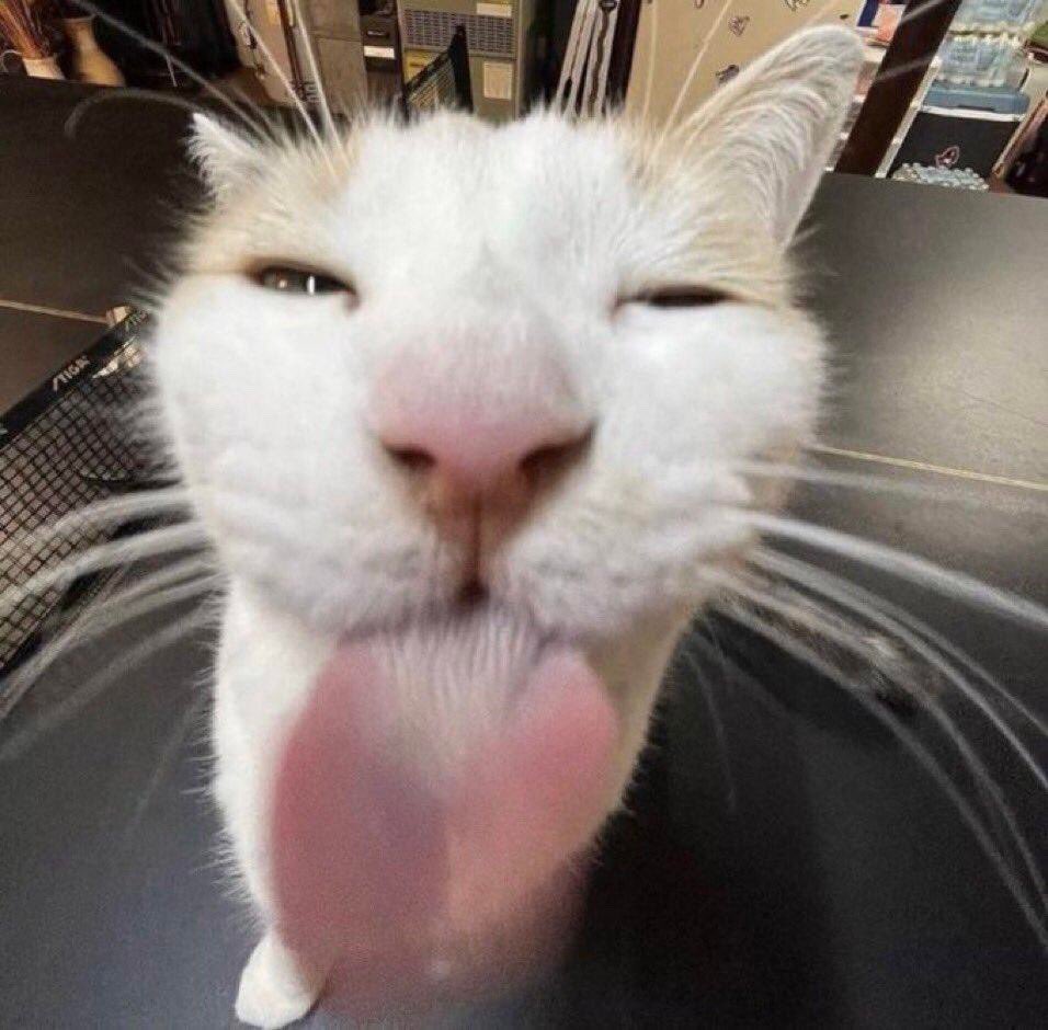 곰탕 (@ttwtt__) on Twitter photo 