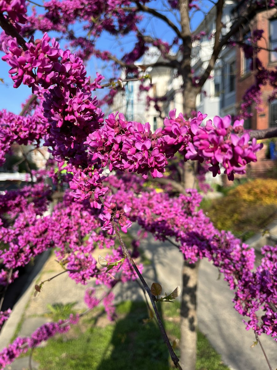 WDCGardener's tweet photo. Let’s talk about the gorgeous Redbuds (and yes, there are white ones) blooming all over the region right now. I don’t think I’ve ever seen them look so spectacular. #gardendc #dc #dmv #nova #moco #dcgardens #redbuds #redbudtree #redbud #redbudflowers #cercis https://t.co/RuQuixndTg