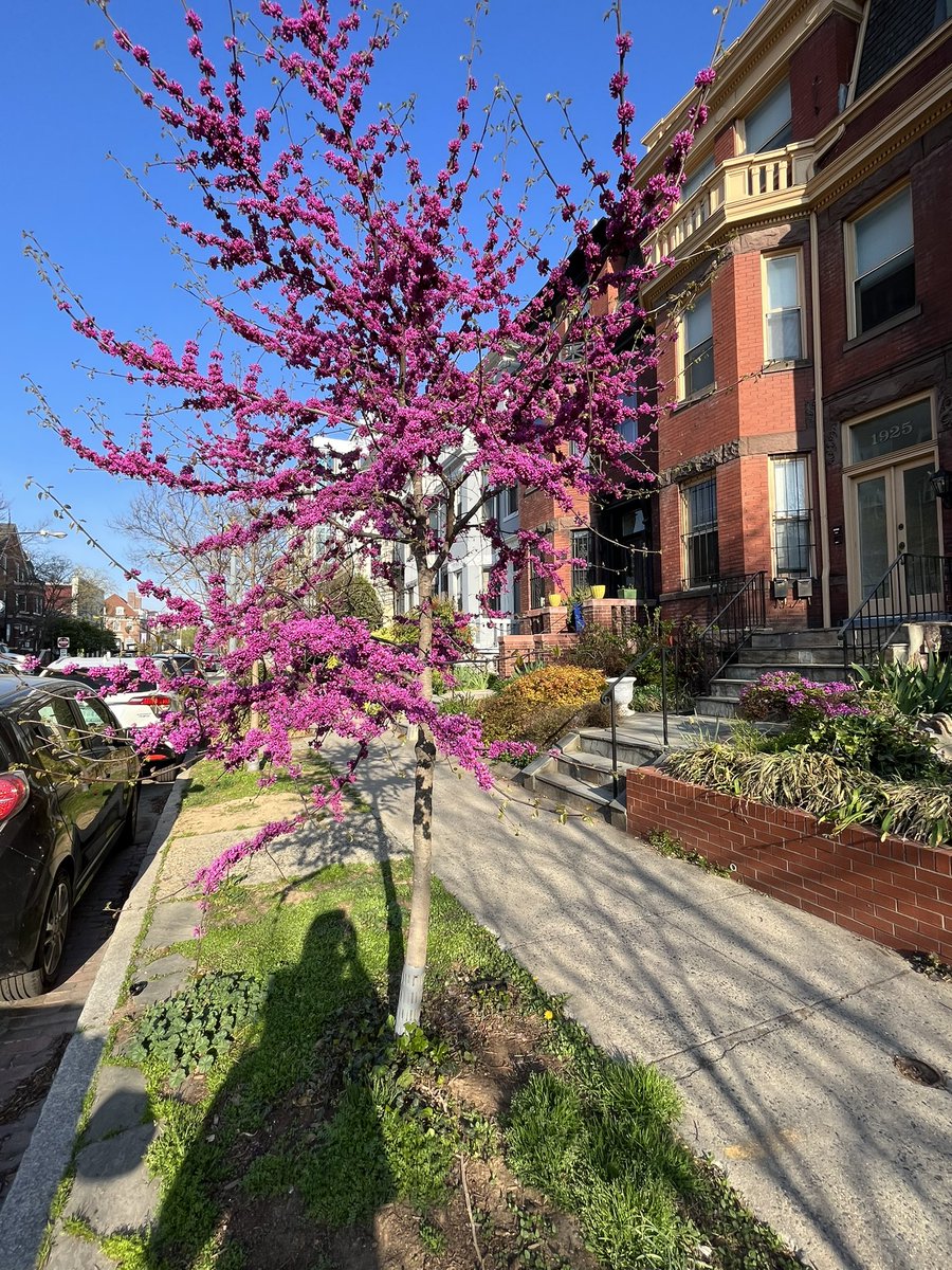 WDCGardener's tweet photo. Let’s talk about the gorgeous Redbuds (and yes, there are white ones) blooming all over the region right now. I don’t think I’ve ever seen them look so spectacular. #gardendc #dc #dmv #nova #moco #dcgardens #redbuds #redbudtree #redbud #redbudflowers #cercis https://t.co/RuQuixndTg