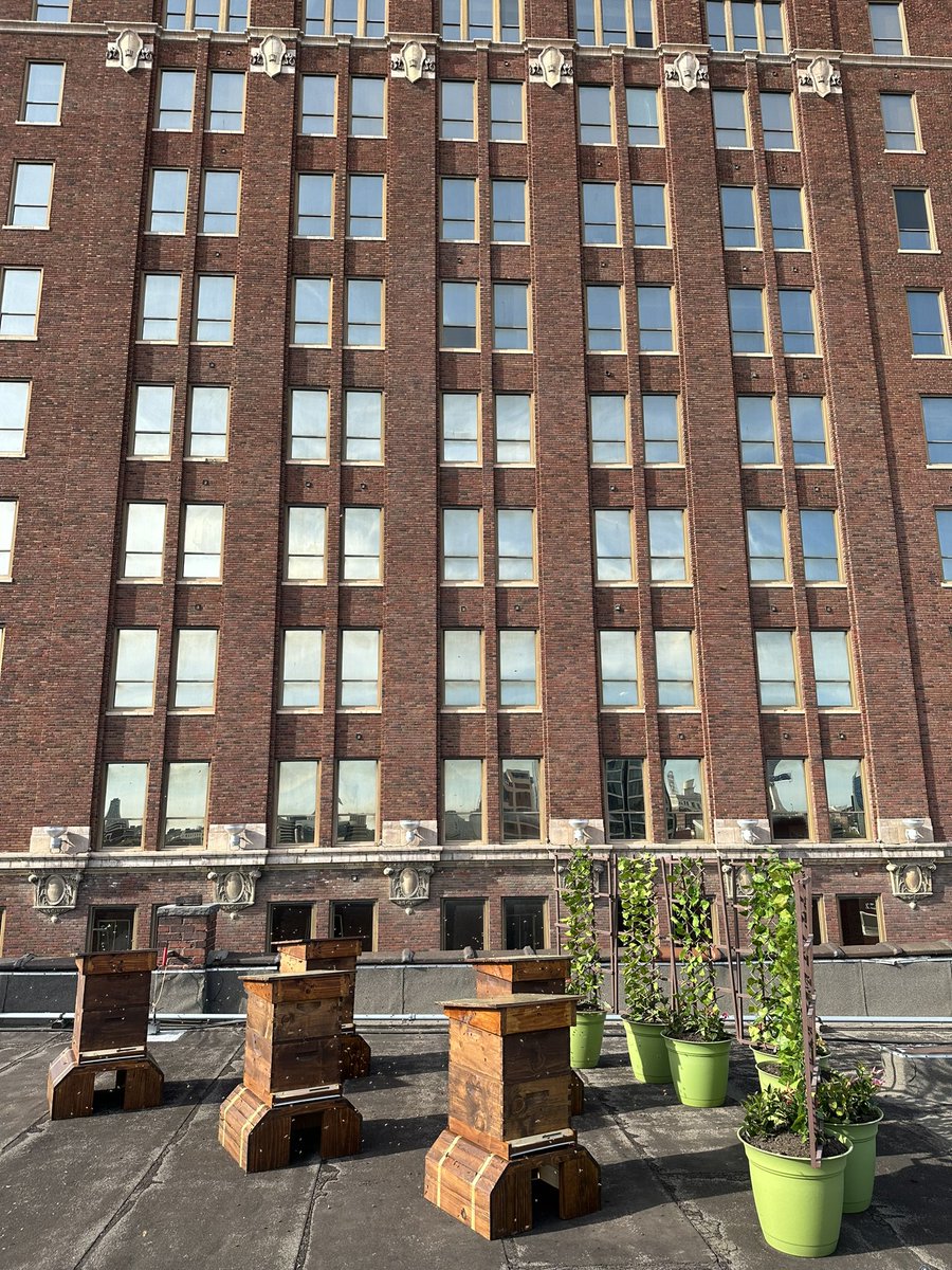Rooftop hives in downtown KC, first ones we've tried! Can't believe that in this economy a bunch of bees could afford downtown penthouses...🏢🐝🐝🐝 #bees #beekeeping #city #urban 💛🖤🐝