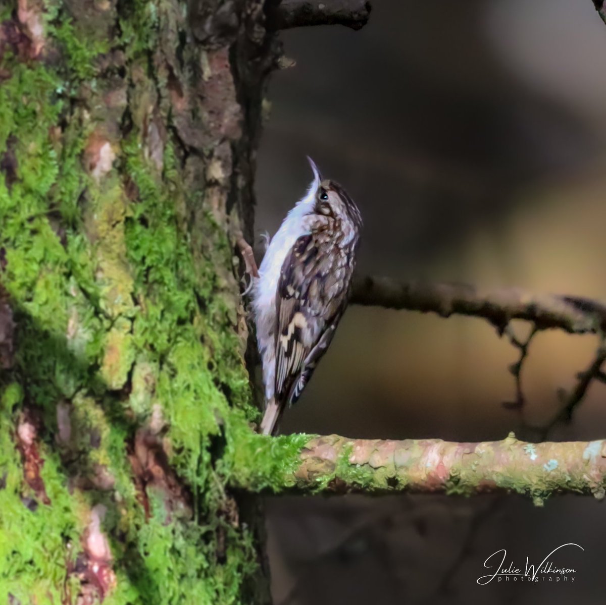 Treecreeper, Snaizeholme, North Yorkshire. 

#BirdsSeenIn2023 #BirdTwitter #birdwatching #birdphotography #wildlifephotography #ukwildlife #BirdsOfTwitter