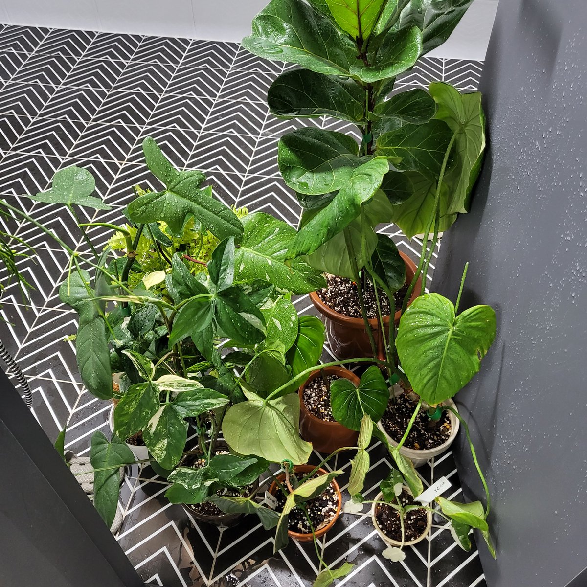 하날하눌 tweet media