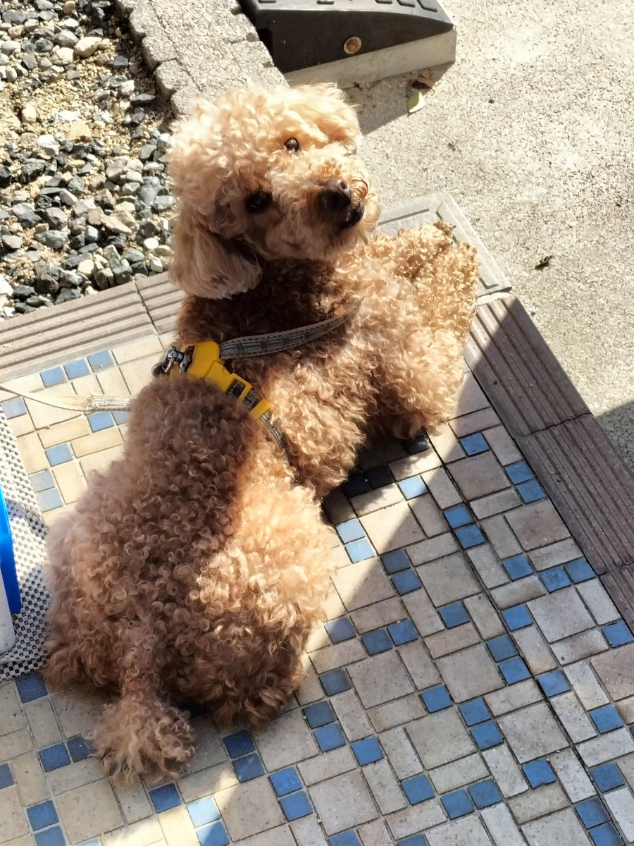 MerutoipuMeru's tweet photo. メルさんのひなたぼっこ🌞 https://t.co/KqfViKqiRj