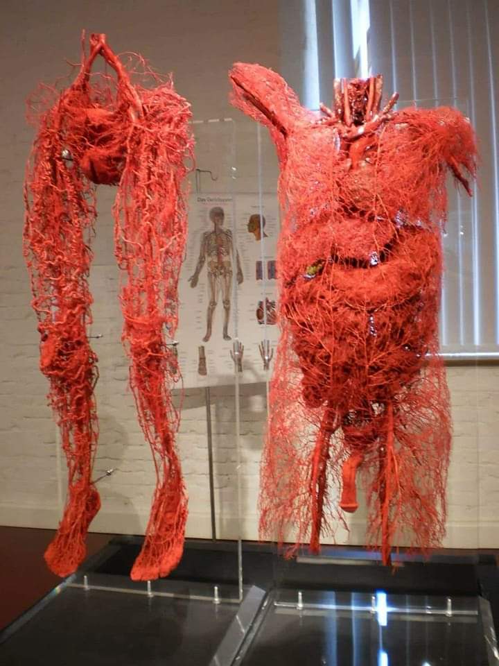InformaCosmos's tweet photo. Un dato fascinante de nuestro cuerpo

La longitud total de nuestros vasos sanguíneos, es decir, nuestras venas, arterias y capilares, es de aproximadamente 100.000 kilómetros. Eso es más de dos veces la circunferencia de la Tierra. Todo este complejo y extenso sistema vascular llevan la sangre a cada rincón de nuestro cuerpo. 🤯