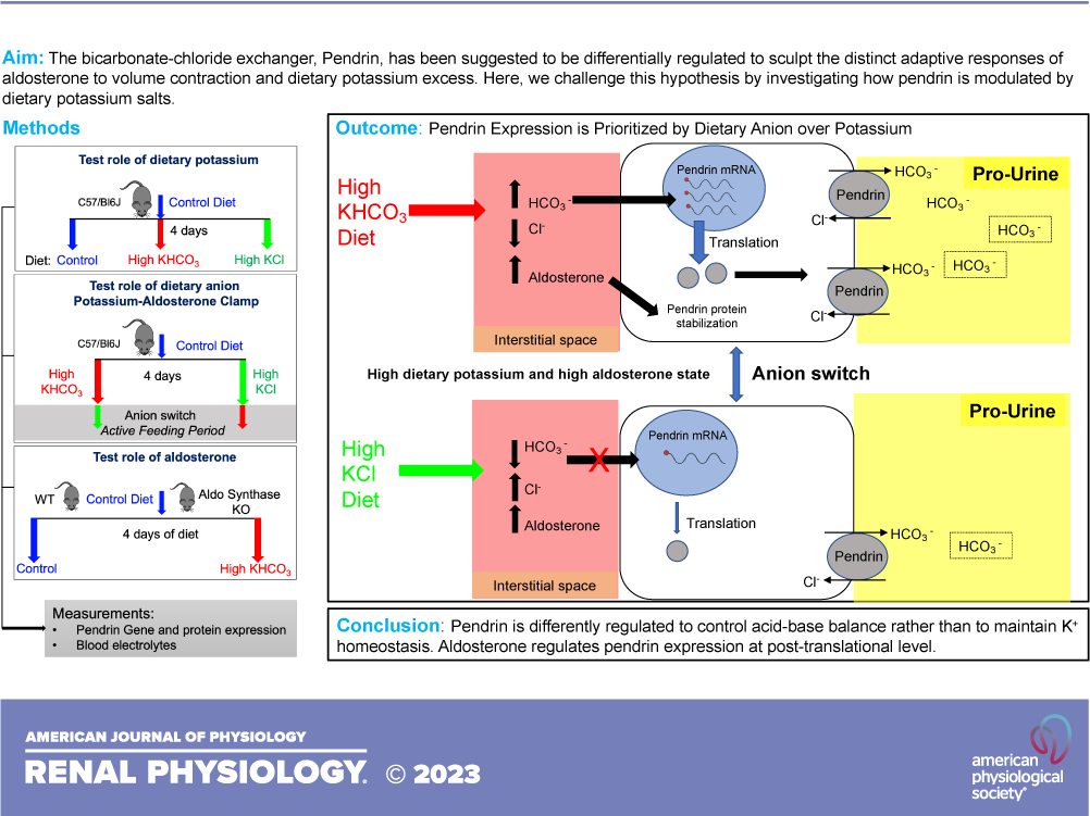 AJPRenal's tweet photo. 🔬#Pendrin regulation is prioritized by anion in high-#potassium diets
By: Ebrahim Tahaei, Truyen D. Pham, Lama Al-Qusairi, Rick Grimm, Susan M. Wall, and Paul A. Welling
🖱https://t.co/oosuX7lzFX
#AJPRenal @ETTheKidneyguy @LamaQusairi @RickGrimmPhD @PAWellingMD https://t.co/Fvp34hR8jZ