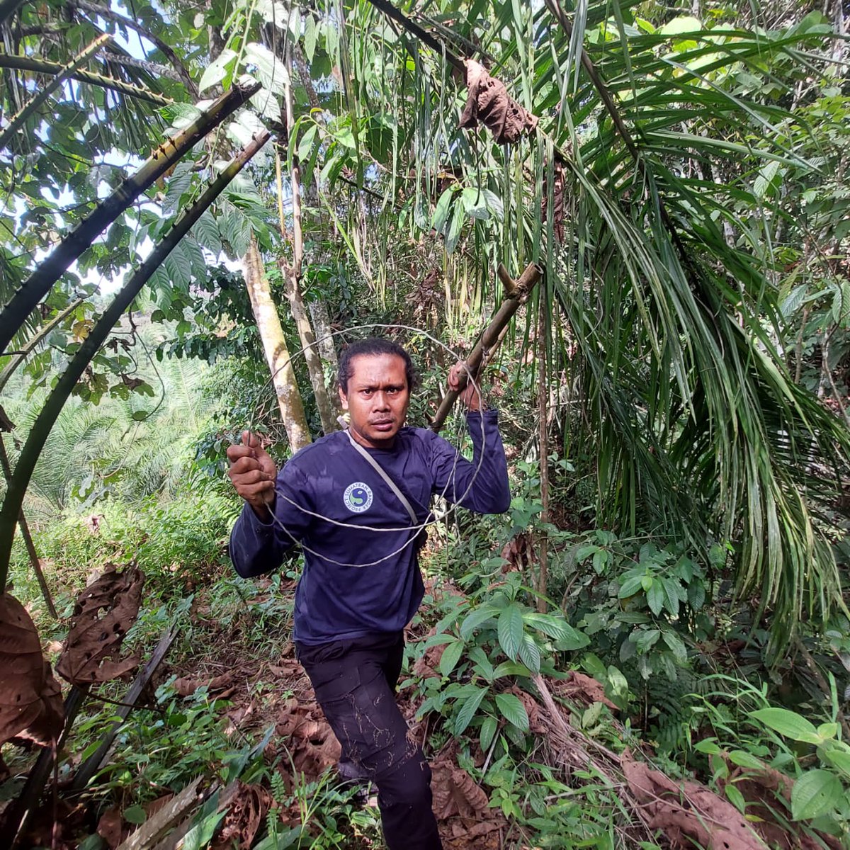 IntTigerProject's tweet photo. Our friends at Sumatran Ranger Project have removed snares from the #Leuser national park. #PoacherSnares are devastating for #SumatranTigers, and now three less are hidden in the undergrowth. Thank you to these rangers!
#InternationalTigerProject #ITP #StopWildlifePoaching https://t.co/h2ITmcR18o