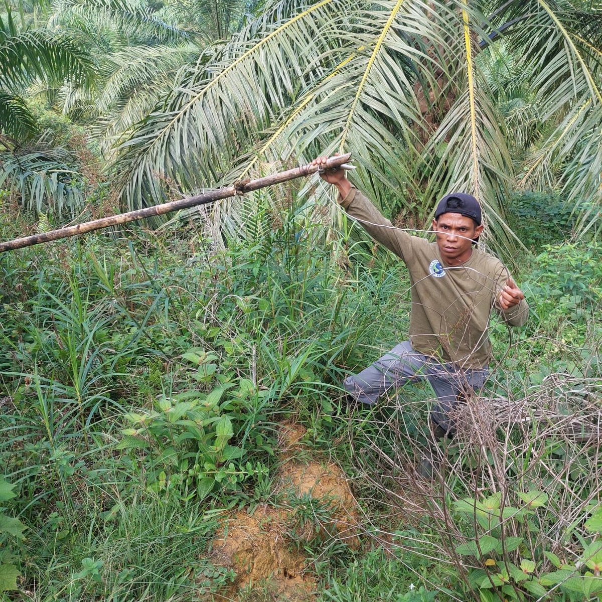 IntTigerProject's tweet photo. Our friends at Sumatran Ranger Project have removed snares from the #Leuser national park. #PoacherSnares are devastating for #SumatranTigers, and now three less are hidden in the undergrowth. Thank you to these rangers!
#InternationalTigerProject #ITP #StopWildlifePoaching https://t.co/h2ITmcR18o