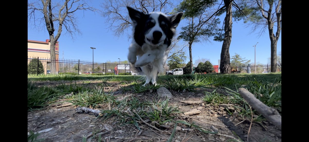 CSBCJP's tweet photo. The tennis ball’s point of view. #bordercollie https://t.co/wfqkN5O432
