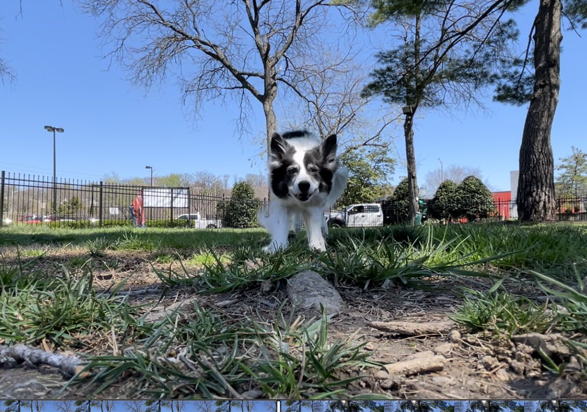 CSBCJP's tweet photo. The tennis ball’s point of view. #bordercollie https://t.co/wfqkN5O432