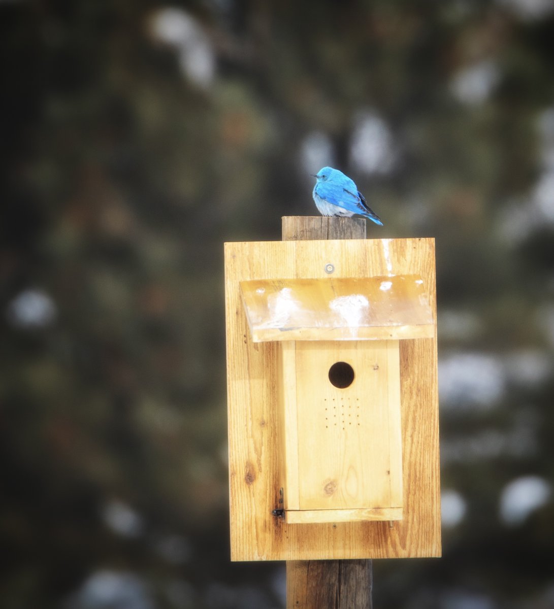 Looks like I may have a new tenant at one of my properties…🪺
#redlodge #mountainbluebird