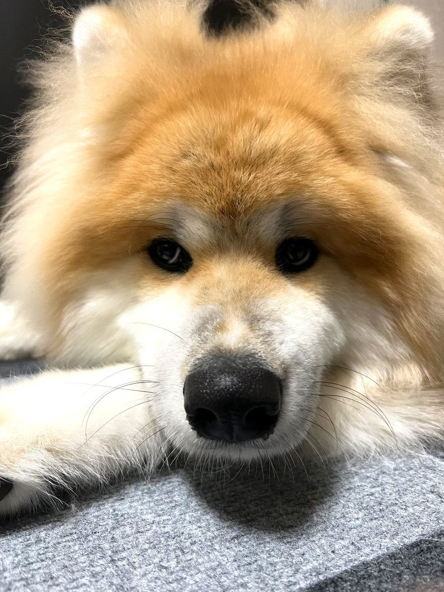 犬スケッチ 