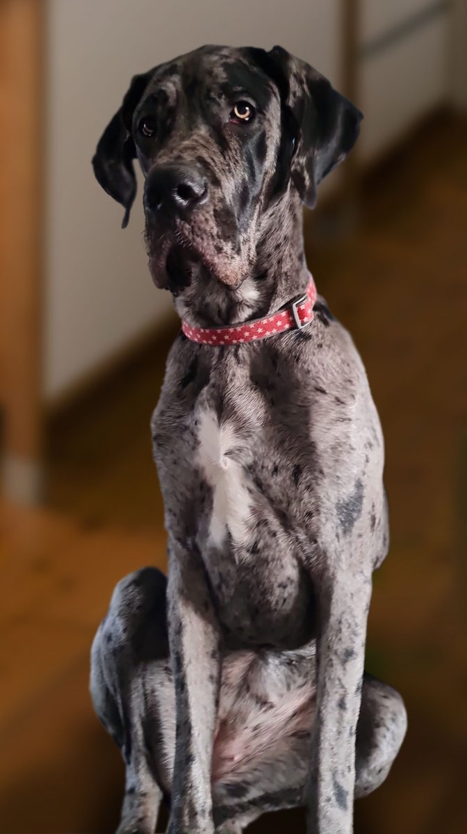 Ntl GreatDane Rescue (@_ngdr) on Twitter photo JUST IN! April is a 9 month bitch #greatdane. She is active & needs a good routine. She loves ppl & is good with other dogs - she's lived with small breeds & children. She will make a lovely dog with the right training. She is located in Wiltshire. Please contact mail@ngdr.co.uk JUST IN! April is a 9 month bitch #greatdane. She is active & needs a good routine. She loves ppl & is good with other dogs - she's lived with small breeds & children. She will make a lovely dog with the right training. She is located in Wiltshire. Please contact mail@ngdr.co.uk