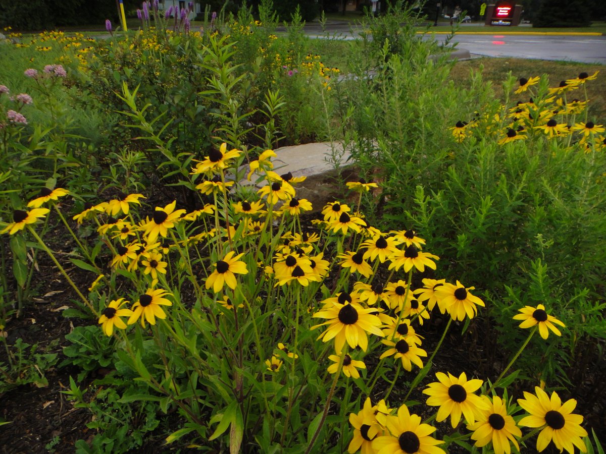 Blue Thumb tweet media