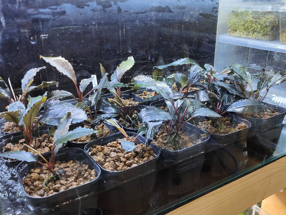 ブセファランドラsp.Deep purple【AZ1011-xx】 Bucephalandra sp Deep Purple from Kapuas