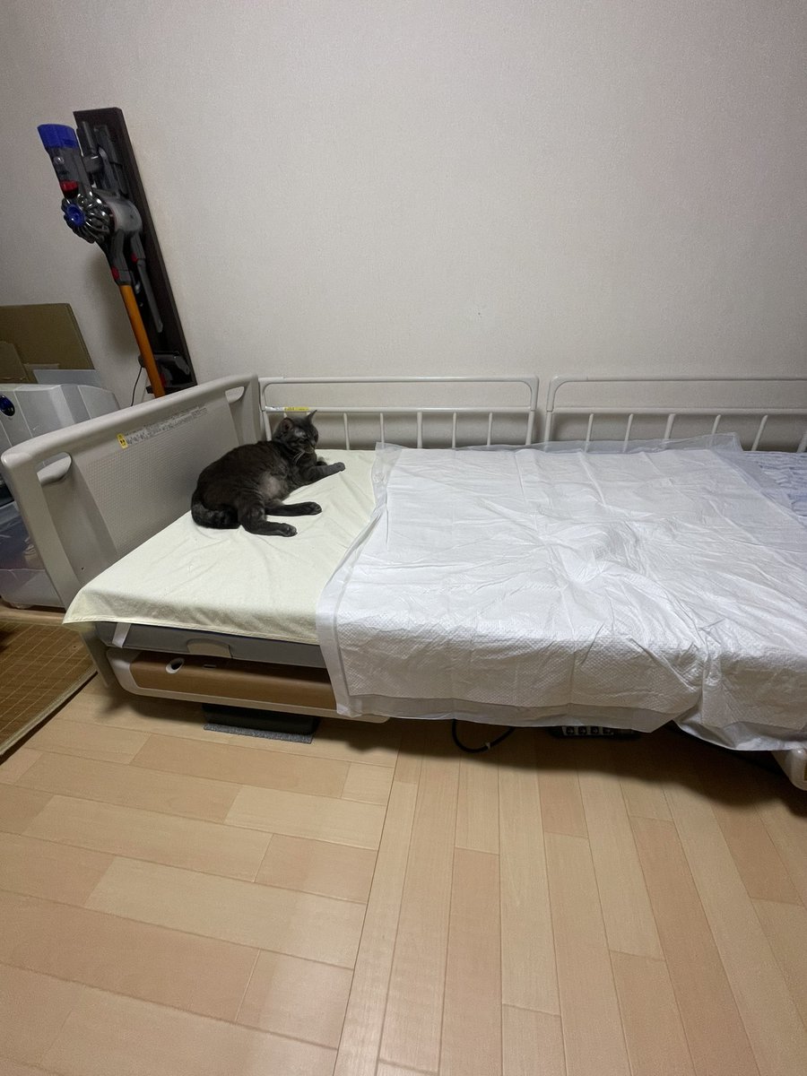 coo_hogo's tweet photo. 常にママの足を温めてくれたクー。
目を離した数分間、唯一側で最後まで離れずに自宅で看取ってくれました。

学生時代から32年ありがとう。
家中が暗く、狭い部屋も広く感じる。

無理やりクーを参列させる事が出来た事が救いです。斎場の方に感謝です。 https://t.co/OLIOYnBblL
