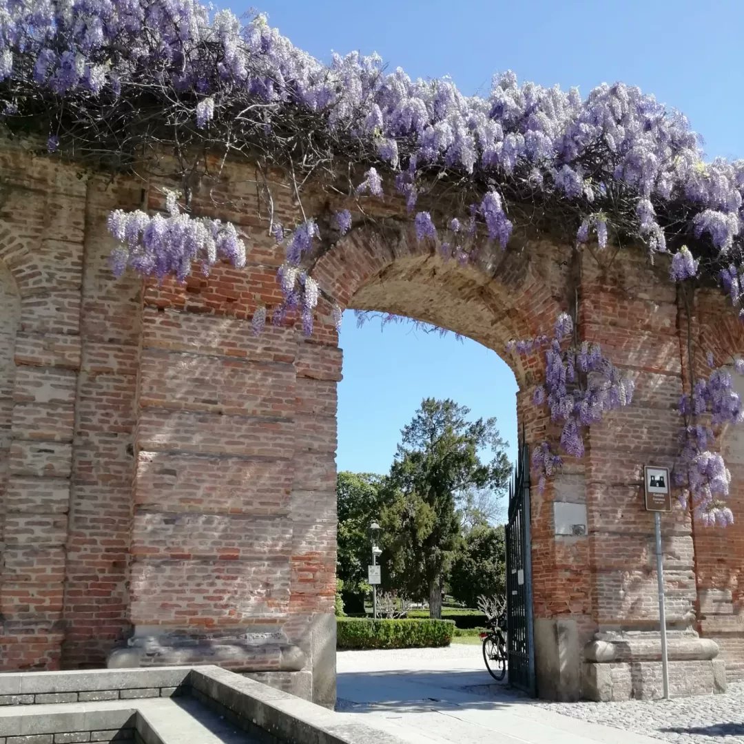 cappellodilibri's tweet photo. Saluti da #Este (Padova) con la spettacolare fioritura dei #glicini lungo tutte le mura
#buonapasquetta https://t.co/jwHlioDrL1