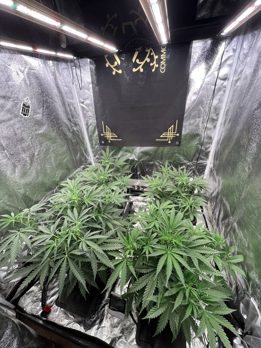 PushnPhosphorus's tweet photo. Day 28
Lights: @GrowersChoice_ #ROIE420

Pots: 3.9G @autopotusa
(pushnautopots) = 10% off

@walipini 
(Pushnp) = 25% off

@Speedrunseeds

#growerschoicelighting #Autopots #Autopot #GrowersChoiceLEDs #ROIE #Cannabis #Marijuana #CannabisGrowers #Commonground #Mmemberville https://t.co/DKPG72hGxb