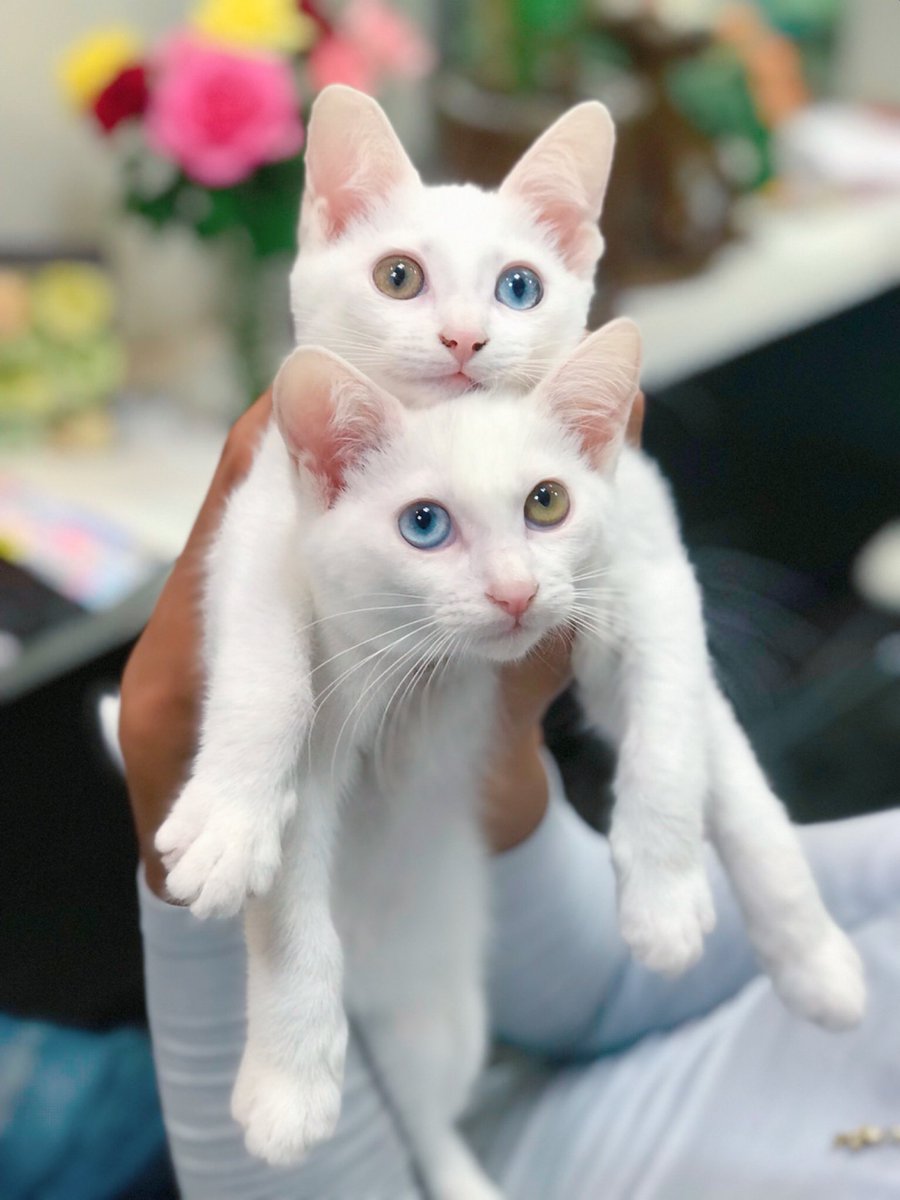 oddeye2abukabu's tweet photo. アブ🎀カブ💜
4才🎀𝙷𝚊𝚙𝚙𝚢𝚋𝚒𝚛𝚝𝚑𝚍𝚊𝚢🎀

#猫
#cat
#kitty
#mellow
#고양이
#แมว
#Кот
#goto
#gato
#gatto
#オッドアイ
#occhiostrano
#ojoextraño
#странныйглаз
#súilcorr
#看板猫
#猫好きさんと繋がりたい
#無言フォロー歓迎 https://t.co/gz6zcPOQte