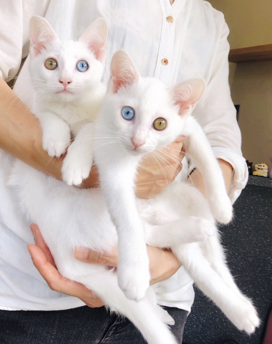 oddeye2abukabu's tweet photo. アブ🎀カブ💜
4才🎀𝙷𝚊𝚙𝚙𝚢𝚋𝚒𝚛𝚝𝚑𝚍𝚊𝚢🎀

#猫
#cat
#kitty
#mellow
#고양이
#แมว
#Кот
#goto
#gato
#gatto
#オッドアイ
#occhiostrano
#ojoextraño
#странныйглаз
#súilcorr
#看板猫
#猫好きさんと繋がりたい
#無言フォロー歓迎 https://t.co/gz6zcPOQte
