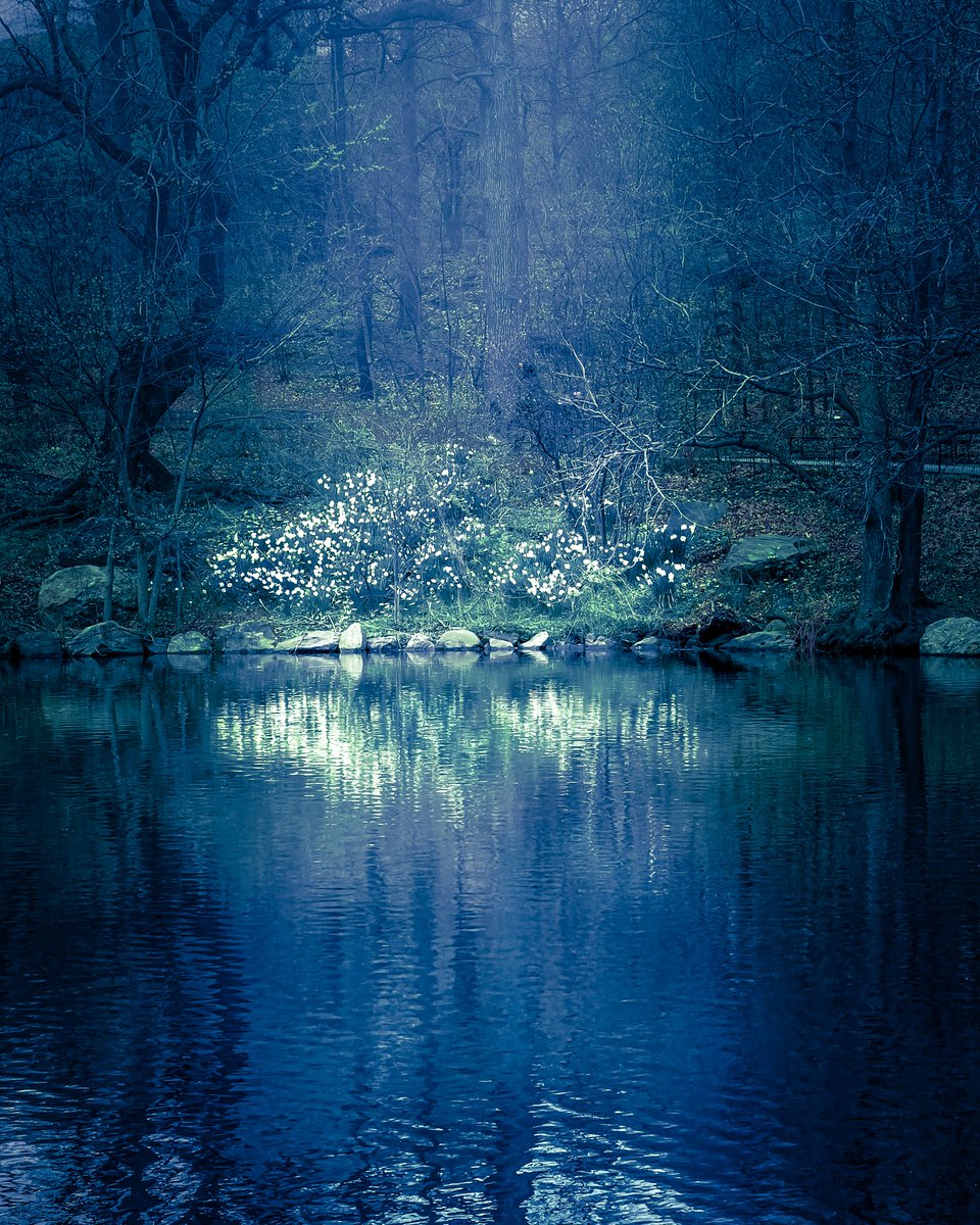 respectrobots's tweet image. Reverie - #nyc #dreams #visualcomposer #trees #photography #cinematography #respectrobots