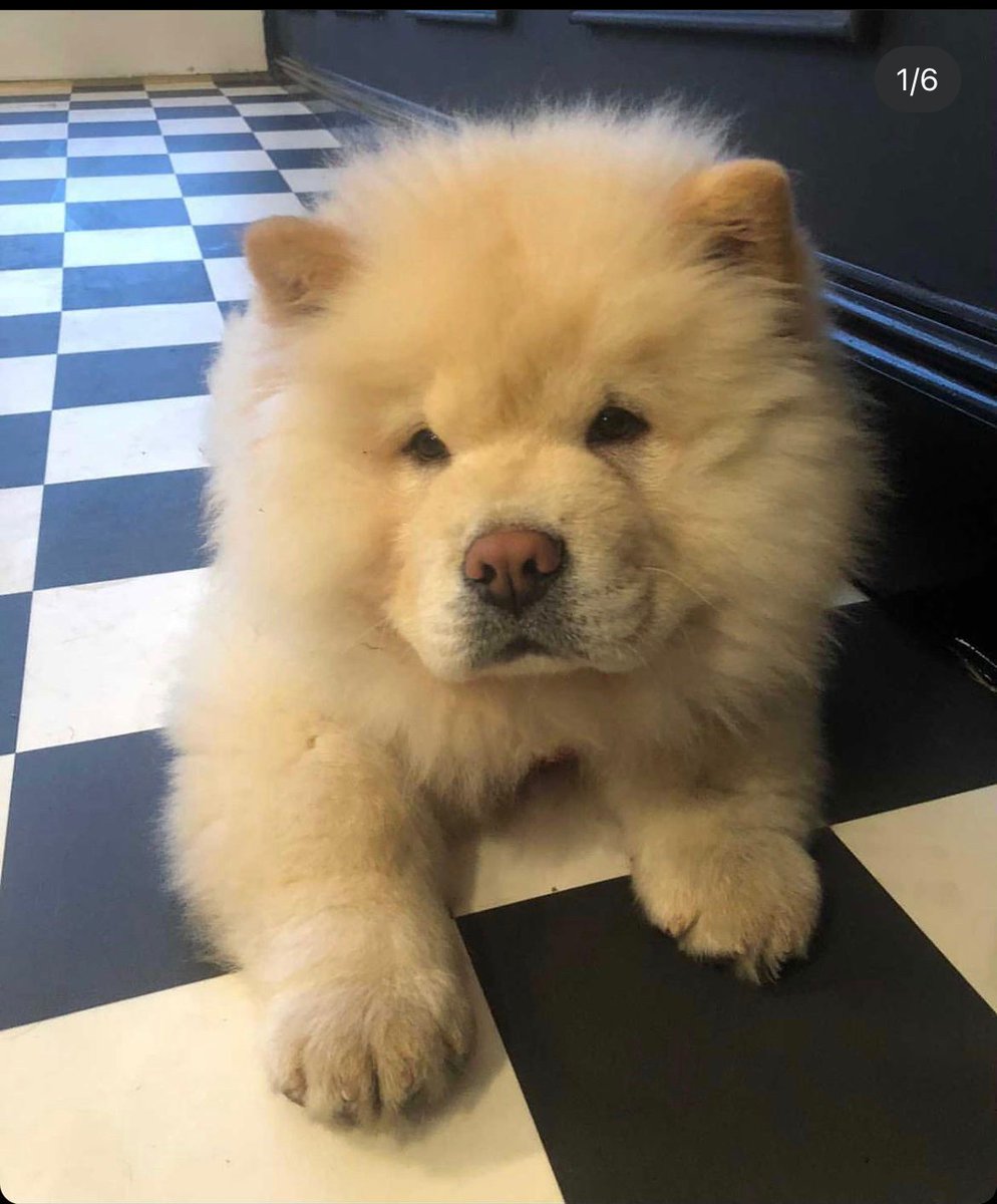 ClaudiaGrindlay's tweet photo. #chowchowstud #chowchow #doglovers 
Roscoe is now up for stud! https://t.co/rERlOfZz8H