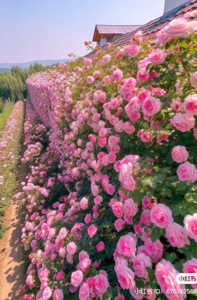 piinkibun's tweet image. pink roses