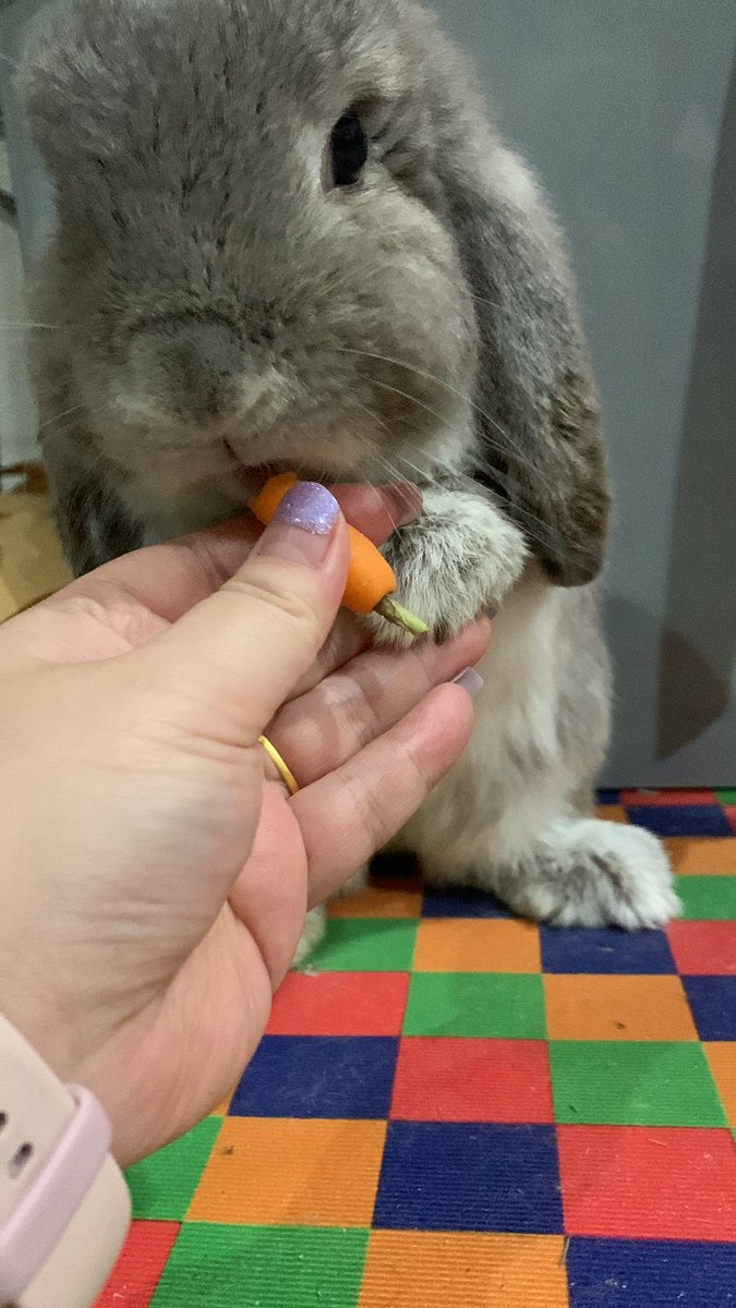 `purnployꪔ̤̮ มัมหมีน้องโดฮวา tweet media