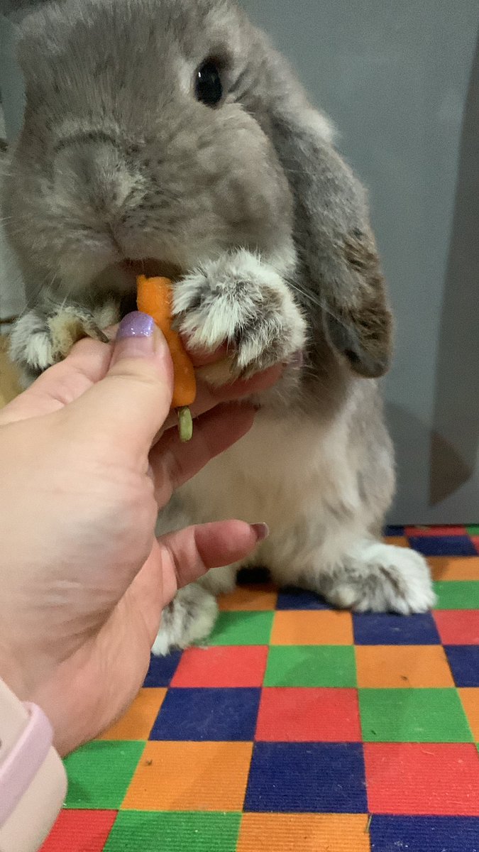 `purnployꪔ̤̮ มัมหมีน้องโดฮวา tweet media