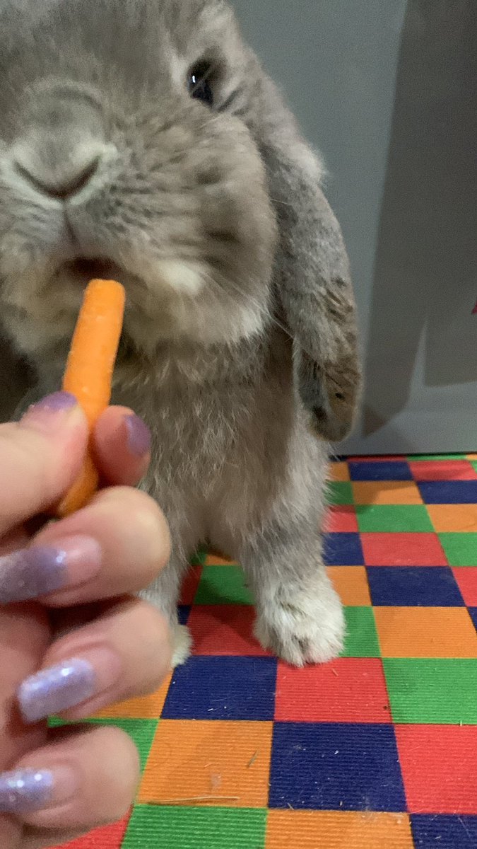 `purnployꪔ̤̮ มัมหมีน้องโดฮวา tweet media